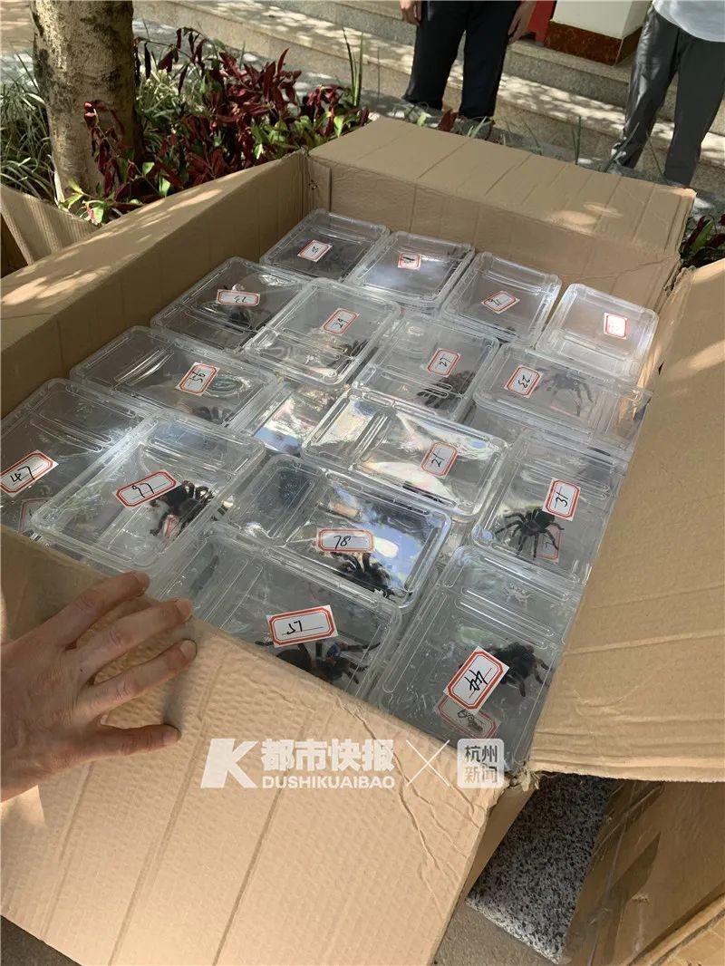 警方在江某家里查获的墨西哥捕鸟蛛。