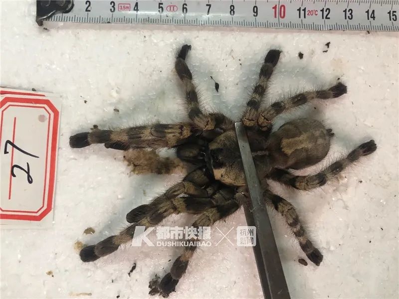 印度华丽雨林捕鸟蛛